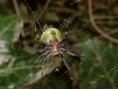 /album/arachnida/araniela-cucurbitina-1-jpg/